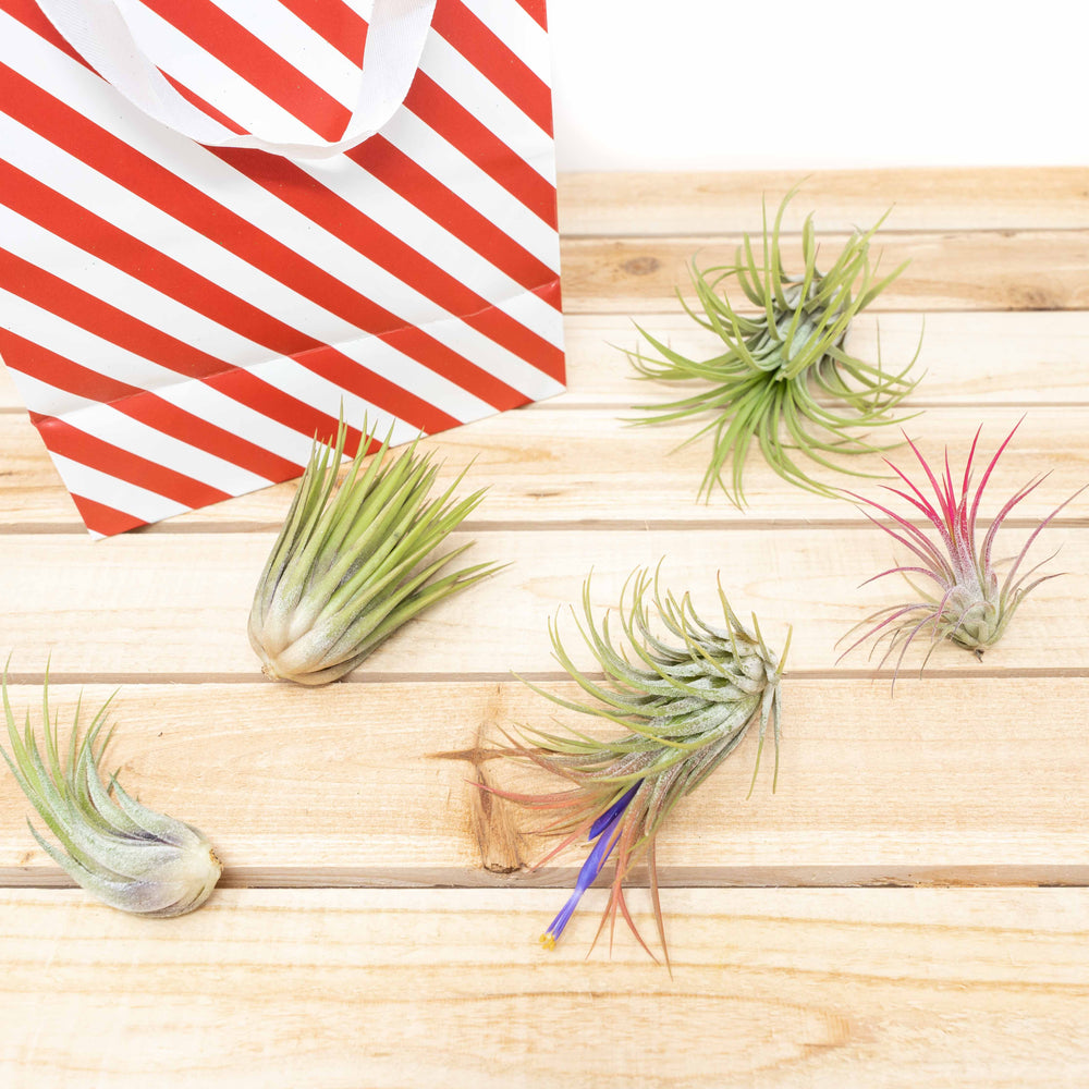 holiday gift bag and assorted tillandsia ionantha air plants
