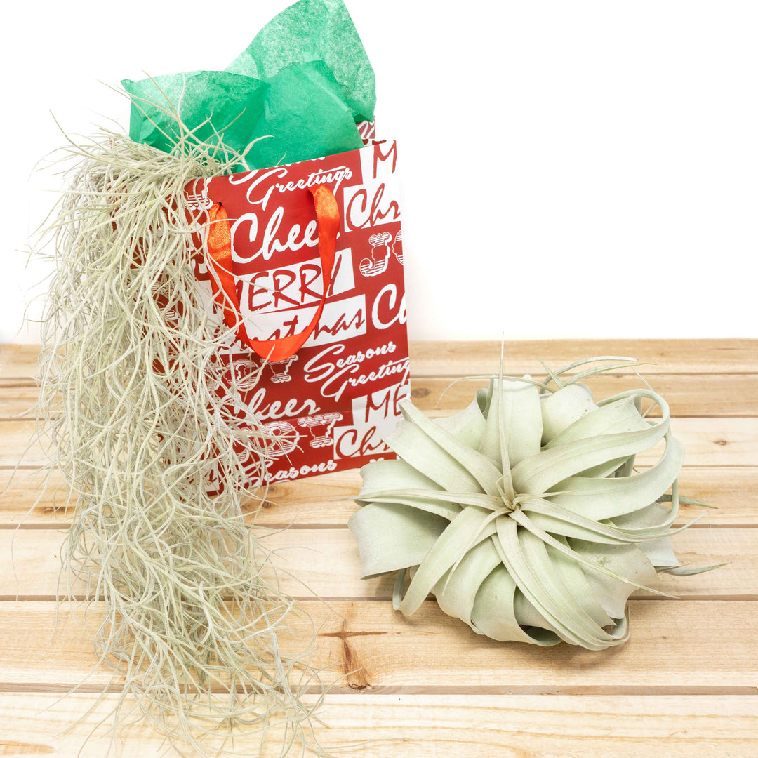 holiday gift bag, colombia moss and tillandsia xerographica air plant