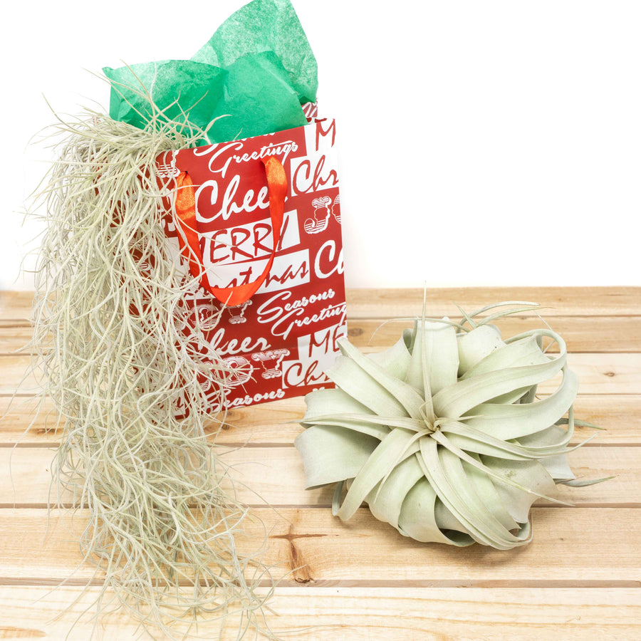 holiday gift bag, colombia moss and tillandsia xerographica air plant