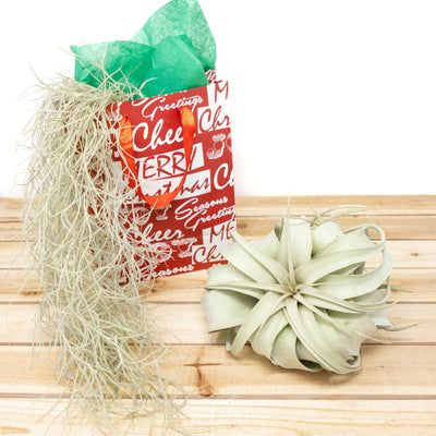 holiday gift bag, colombia moss and tillandsia xerographica air plant