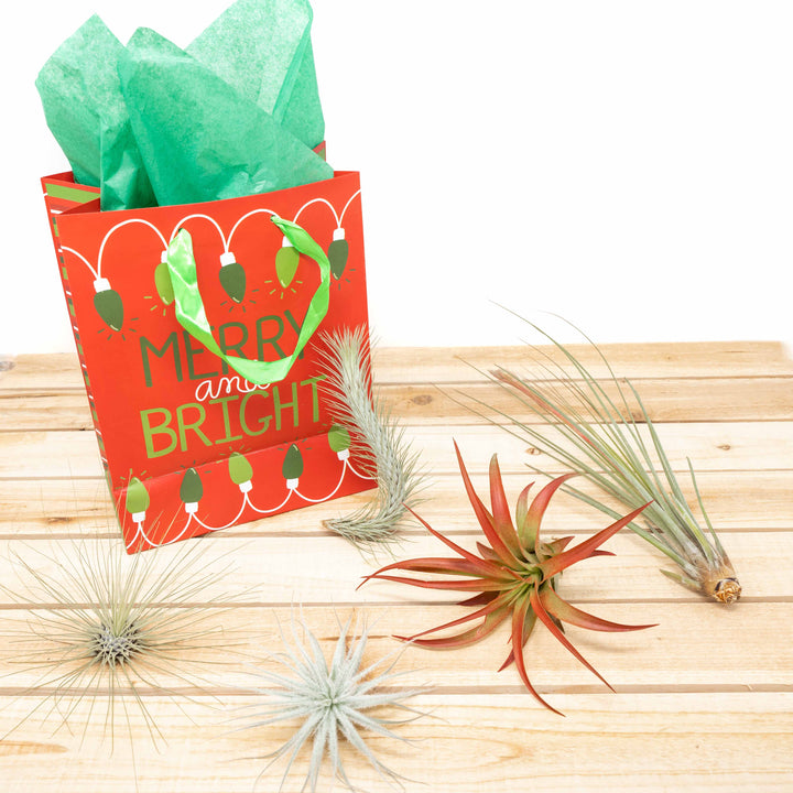 holiday gift bag and assorted tillandsia air plants