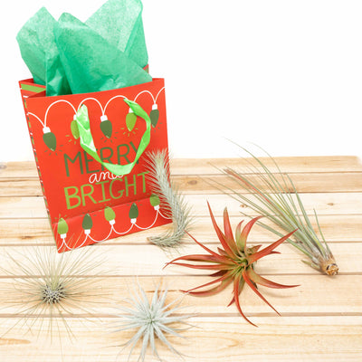 holiday gift bag and assorted tillandsia air plants