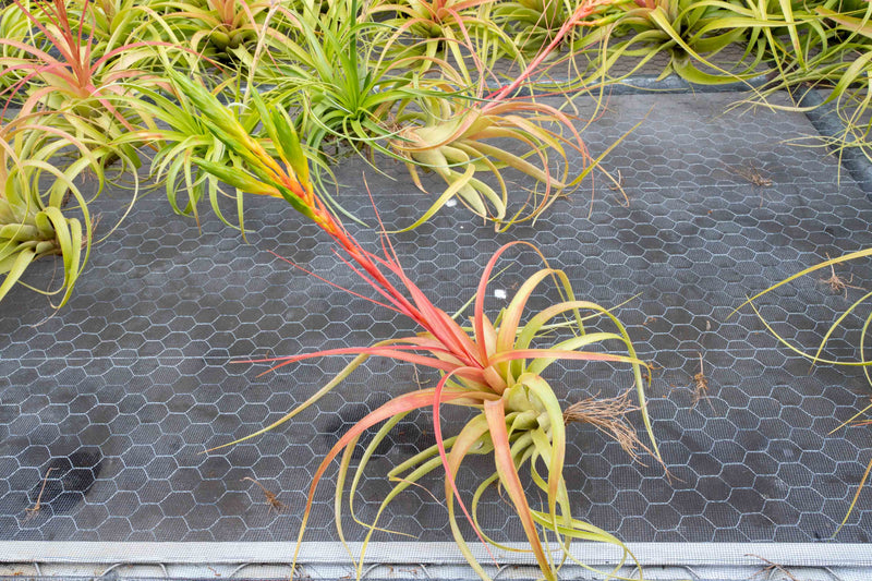 Tillandsia Roland Gosselini Air Plant with Giant Bloom Spikev