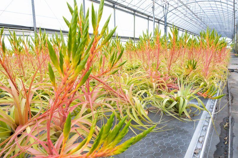 Hundreds of Tillandsia Roland Gosselini Air Plants with Giant Bloom Spikes on a Shelf at the Farm