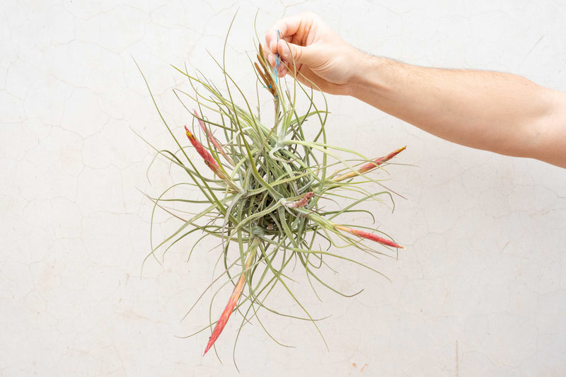 Tillandsia Schiediana Clump Air Plants [Blooming Available]