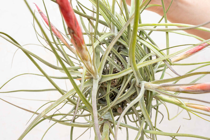 Sale: 50% Off - Tillandsia Schiediana Clump Air Plants - [Blooming Available]