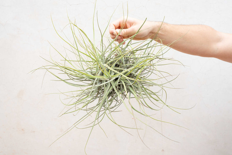 Sale: 50% Off - Tillandsia Schiediana Clump Air Plants - [Blooming Available]