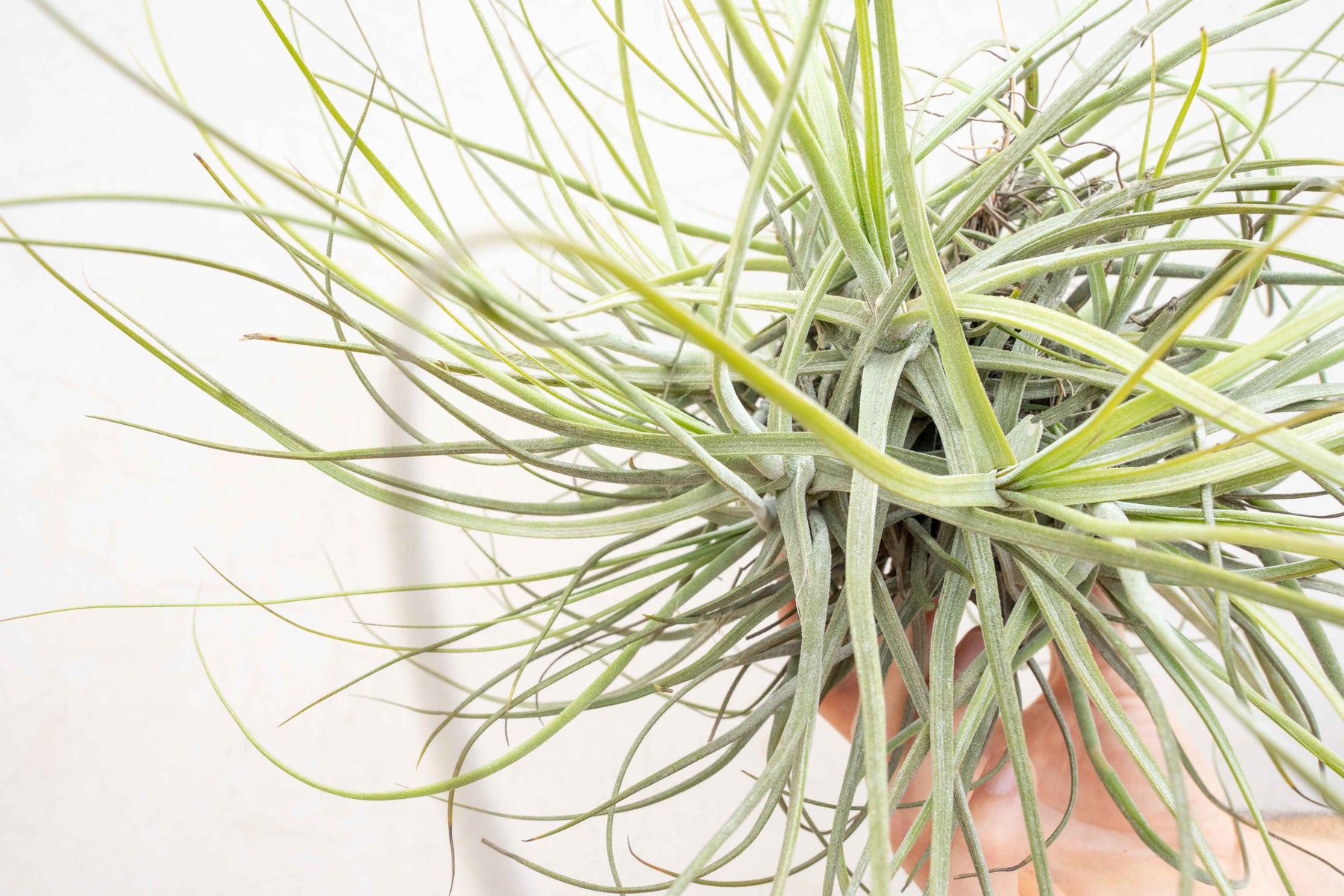 air plant clump Tillandsia Schiedeana Clump Air Plants – Air Plant Shop