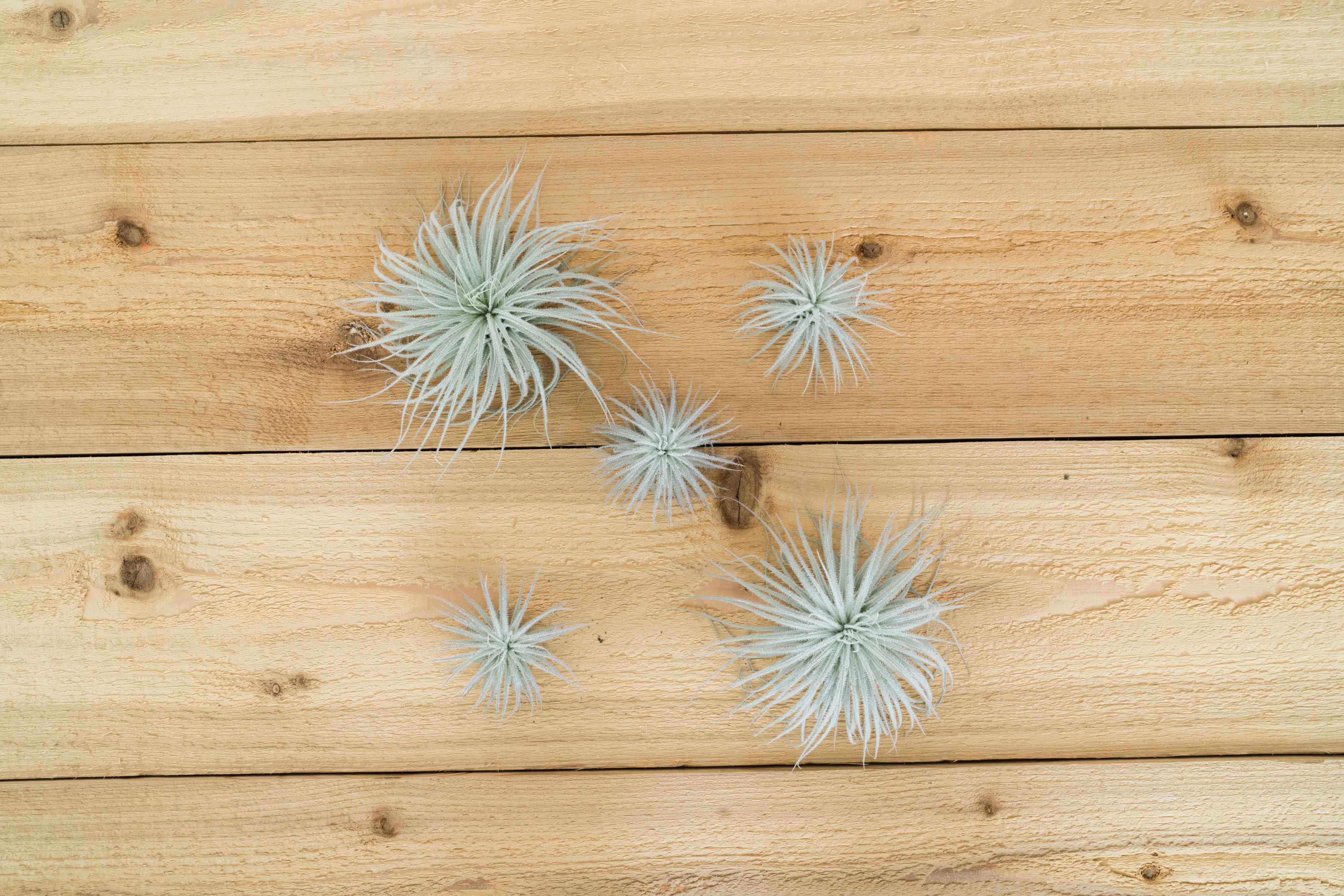 Air Plant Shop Tectorum Air Plant - Thumbnail 2