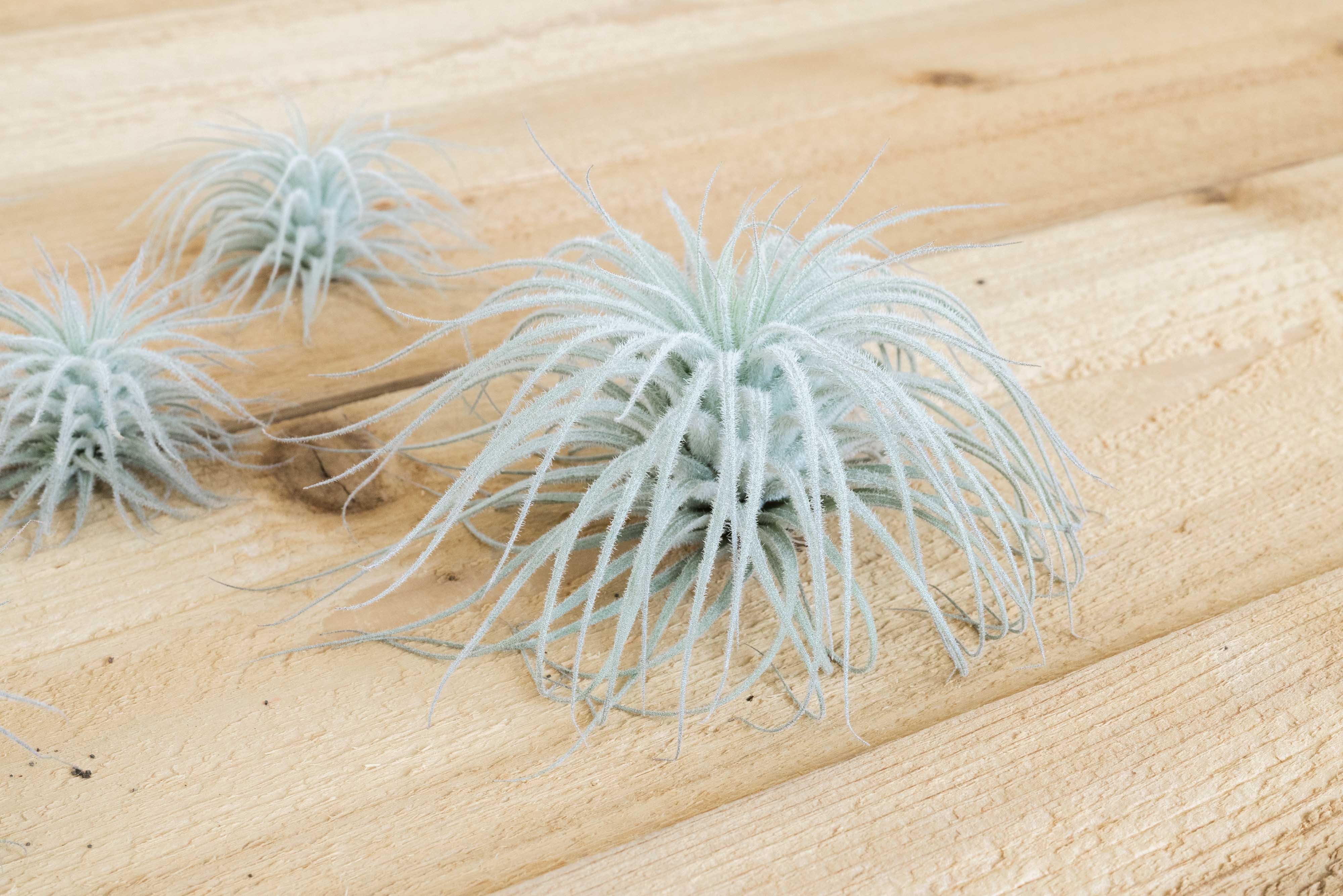Tillandsia Tectorum Ecuador Air Plants - Multiple SIzes – Air