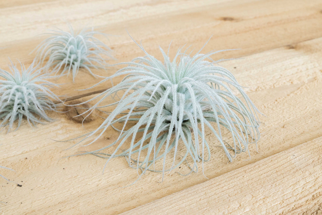 Small Tillandsia Tectorum Ecuador Air Plant