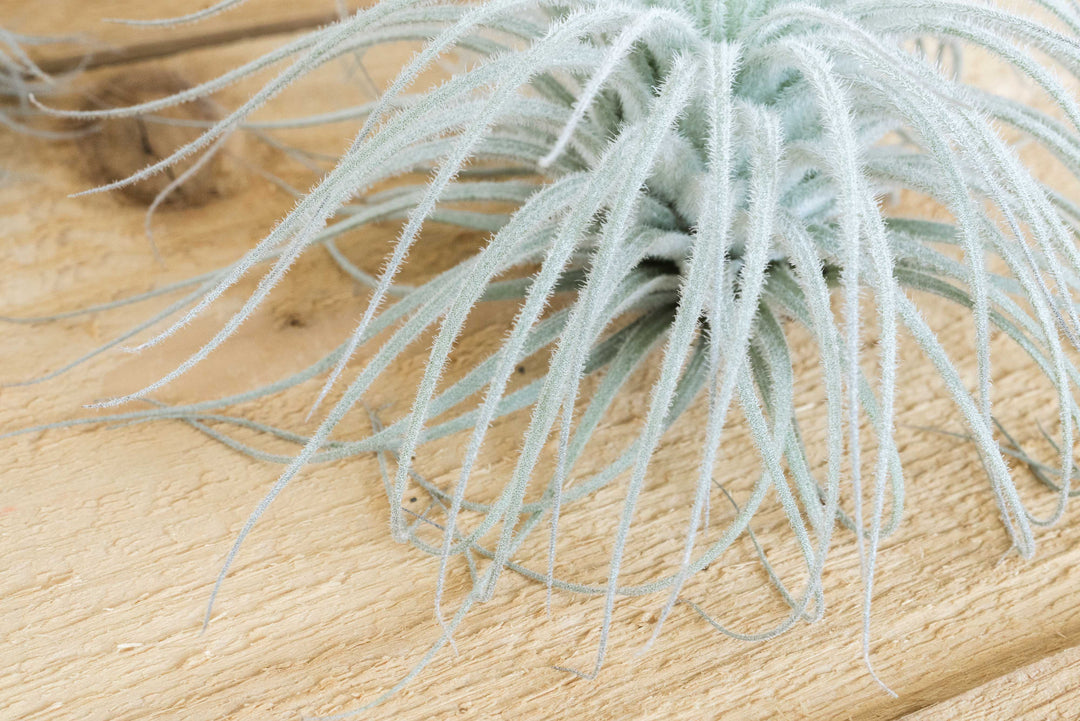 Small Tillandsia Tectorum Ecuador Air Plant