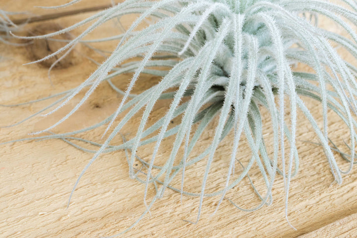 Small Tillandsia Tectorum Ecuador Air Plant