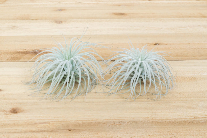 2 tillandsia tectorum ecuador air plants