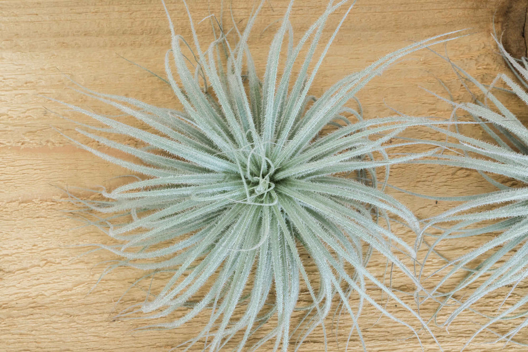 Small Tillandsia Tectorum Ecuador Air Plant