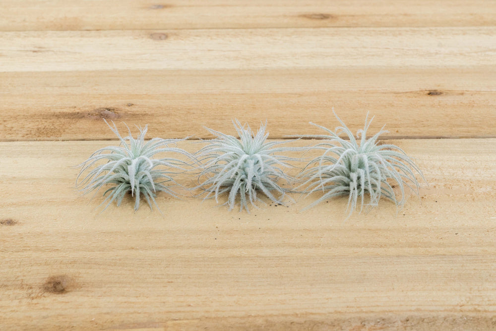 3 tillandsia tectorum ecuador air plants