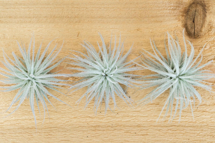 3 tillandsia tectorum ecuador air plants