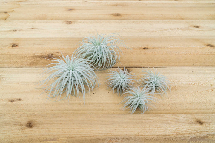 Small Tillandsia Tectorum Ecuador Air Plants
