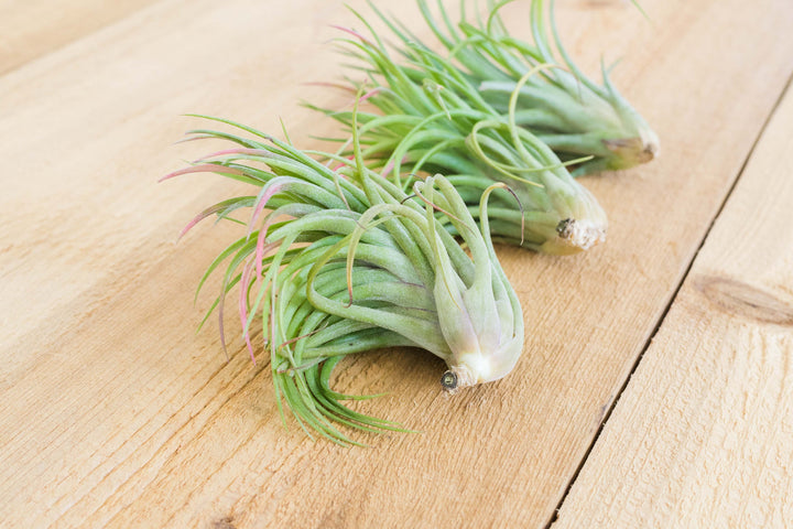 three victoriana air plants