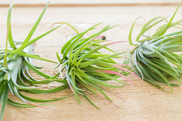 three victoriana air plants
