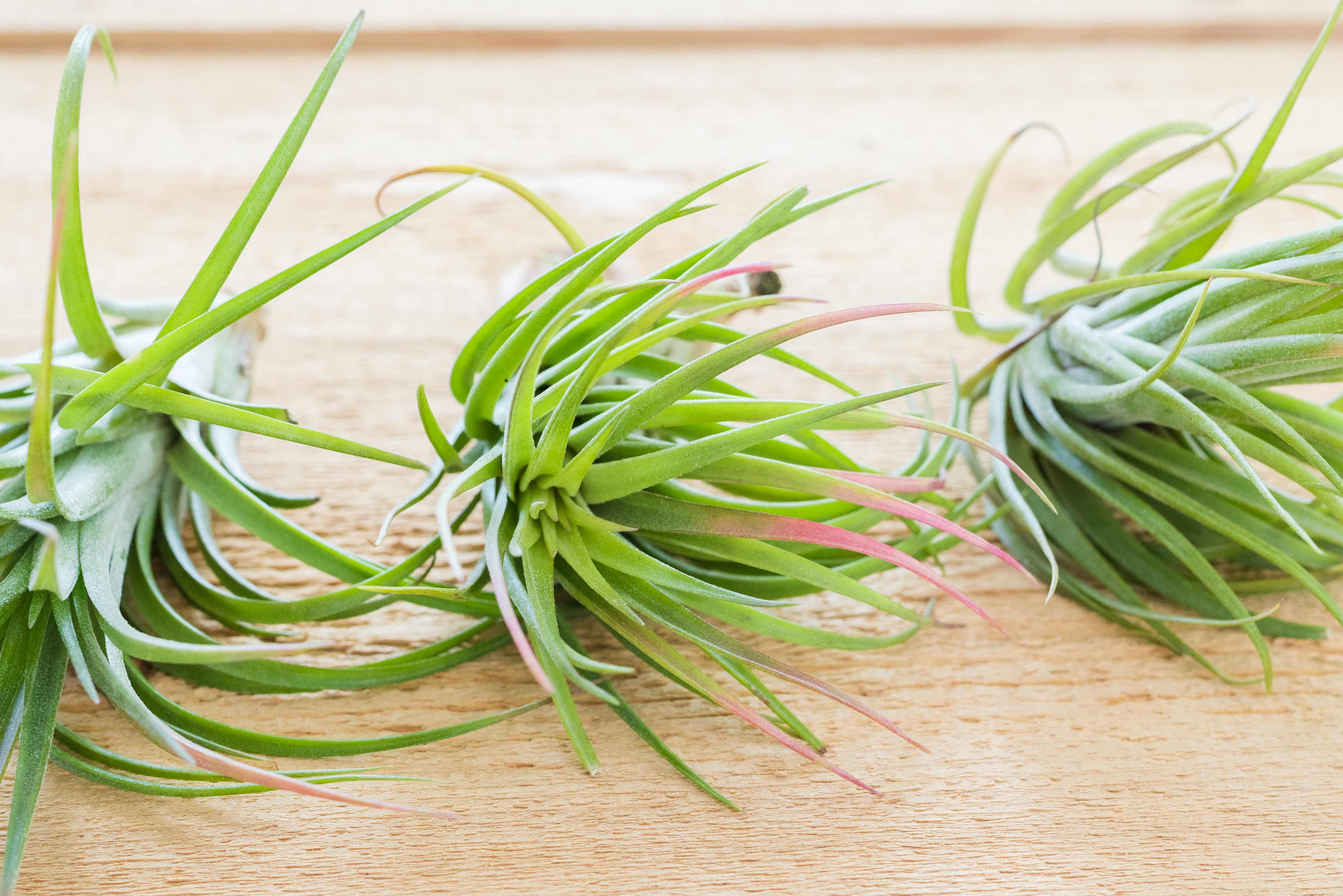 ブロメリア・エアープランツ T. ionantha Extra Small Form ex. Groover Wholesale - Tillandsia Ionantha Small Plant Variety