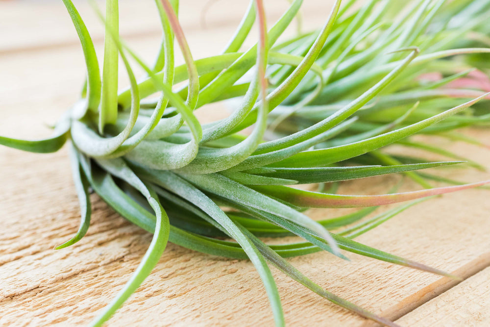 victoriana air plant Tillandsia Victoriana Air Plants – Air Plant Shop