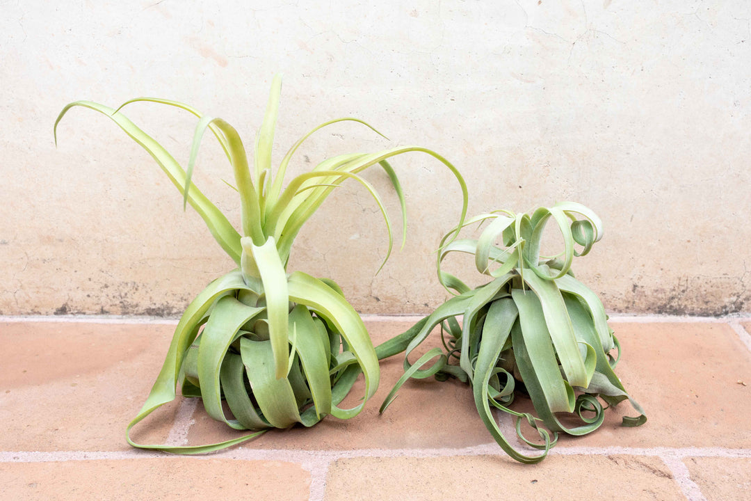 jumbo tillandsia streptophylla air plant