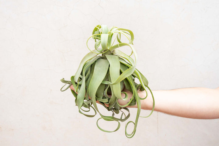 jumbo tillandsia streptophylla air plant