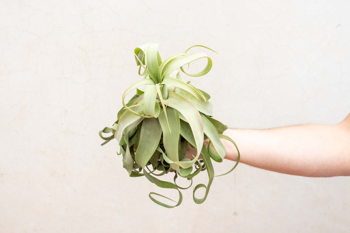 jumbo tillandsia streptophylla air plant