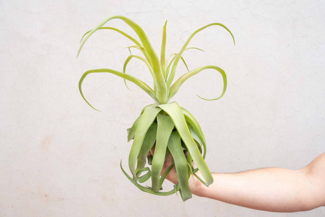 jumbo tillandsia streptophylla air plant