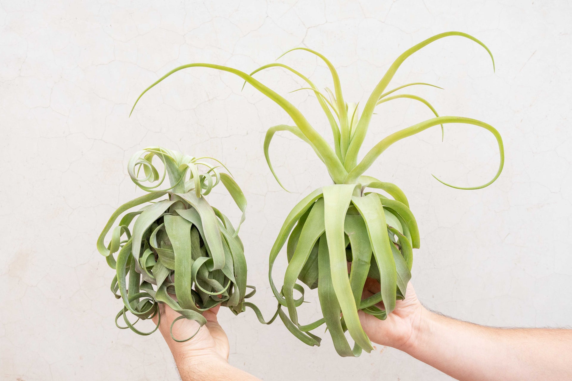 linguine air plant Jumbo Tillandsia Streptophylla Air Plants