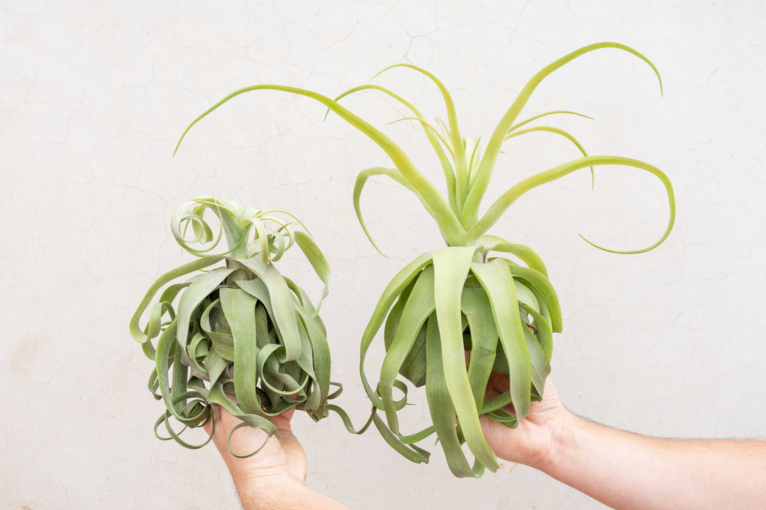 jumbo tillandsia streptophylla air plant