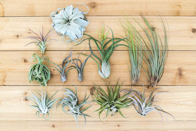 An assortment of jumbo sized tillandsia air plants