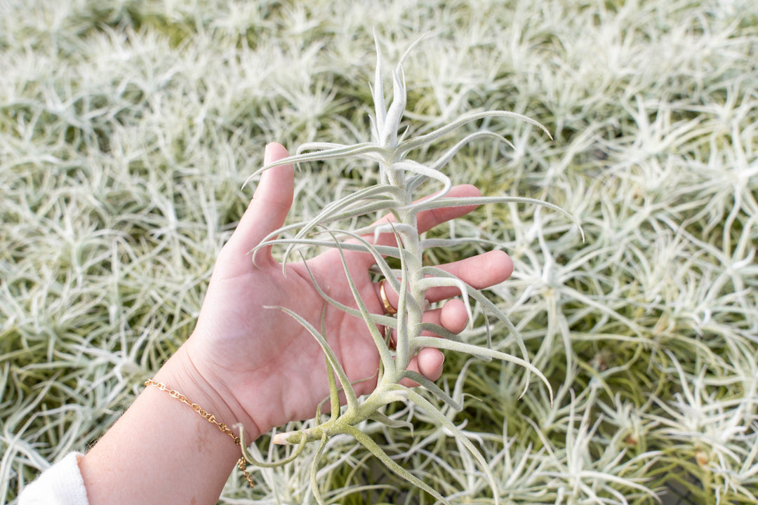 Tillandsia Albida 'Minor' Air Plant