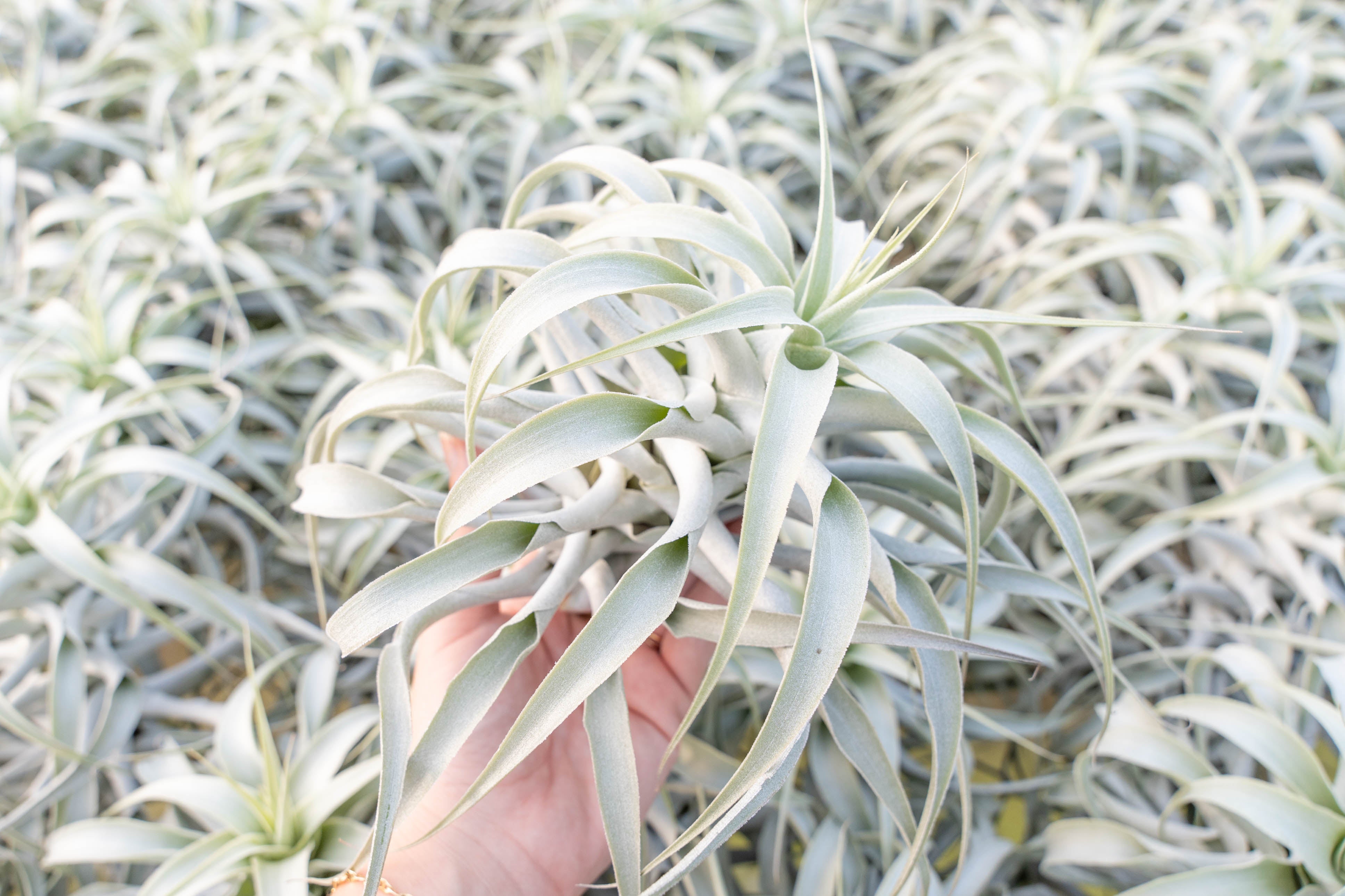 Tillandsia Cacticola Long Form Silver Air Plants - Thumbnail 4