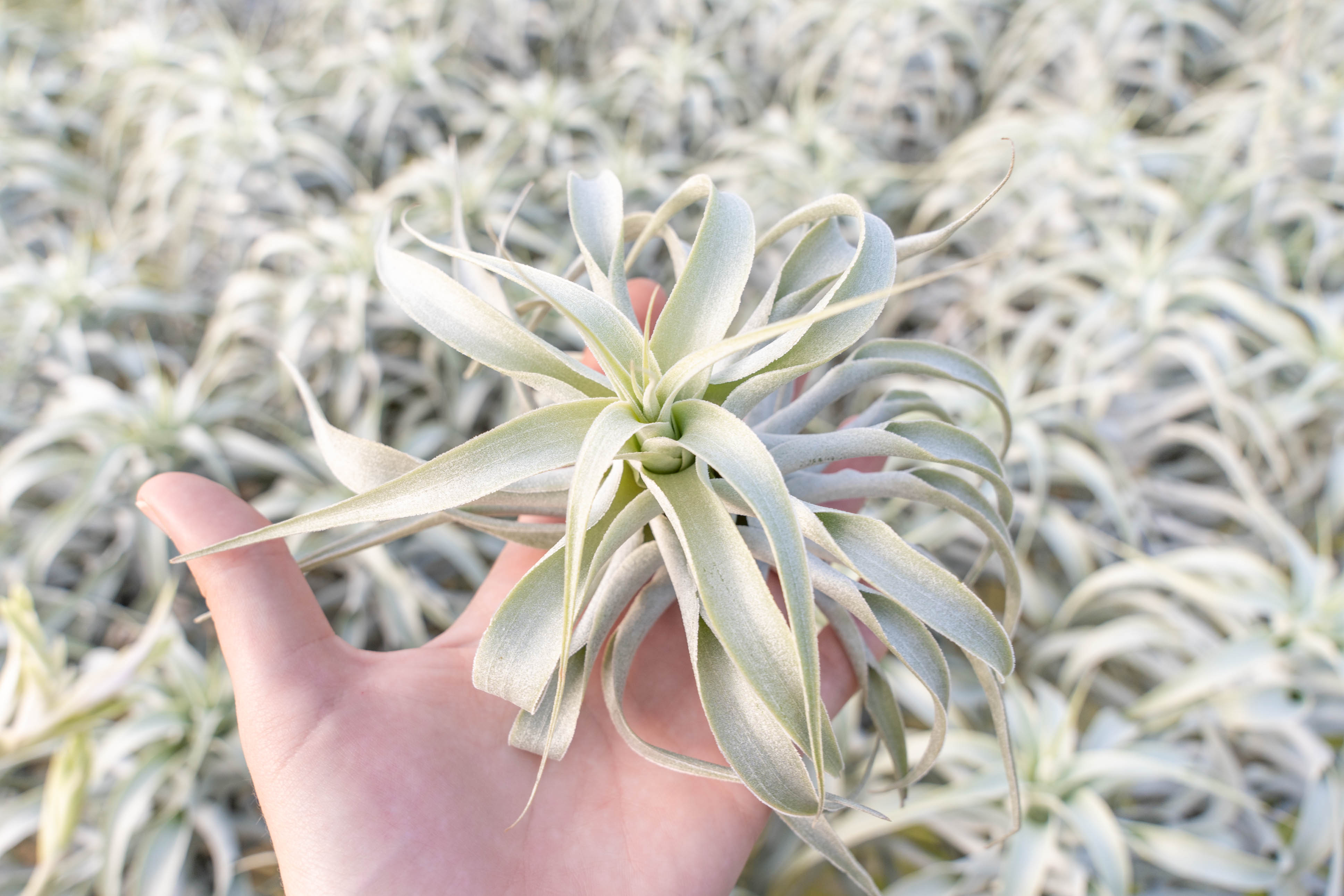 Tillandsia Cacticola Long Form Silver Air Plants – Air Plant Shop