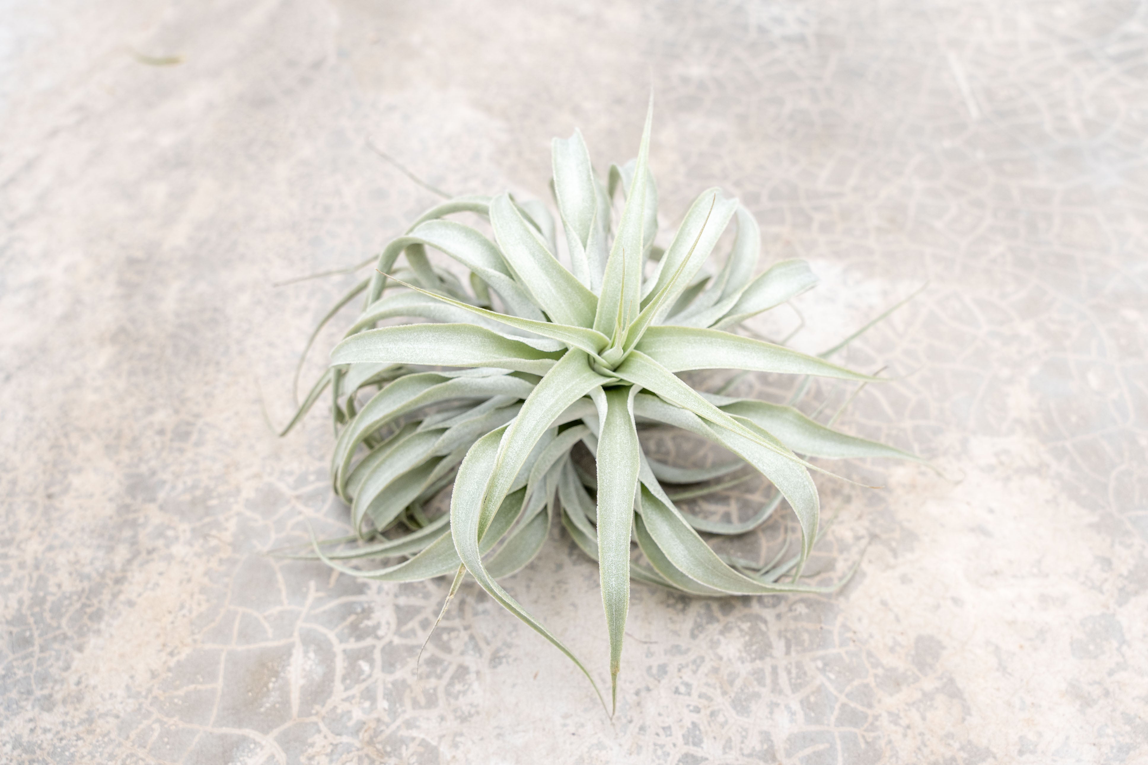Tillandsia Cacticola Long Form Silver Air Plants - Thumbnail 2