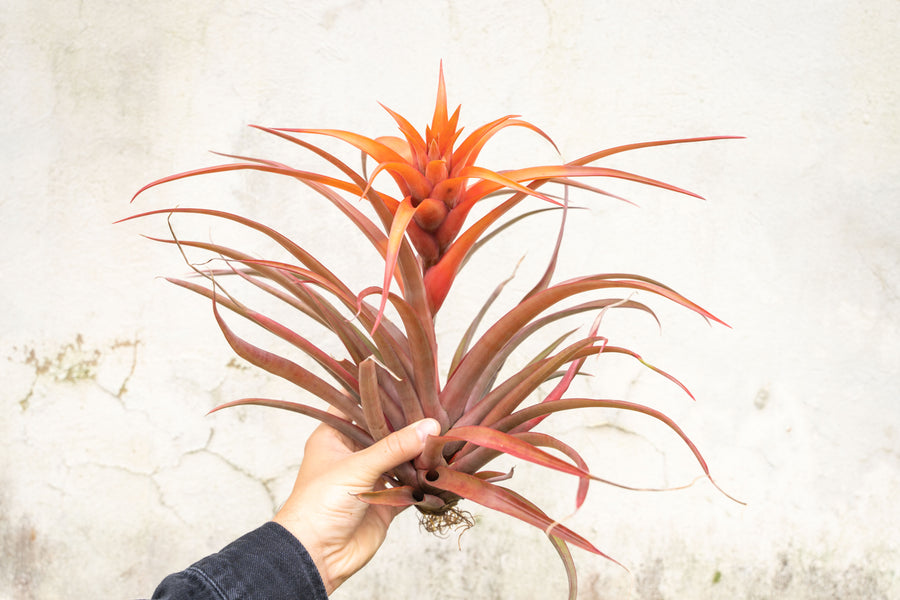 Large Blooming Tillandsia Capitata Red Air Plant