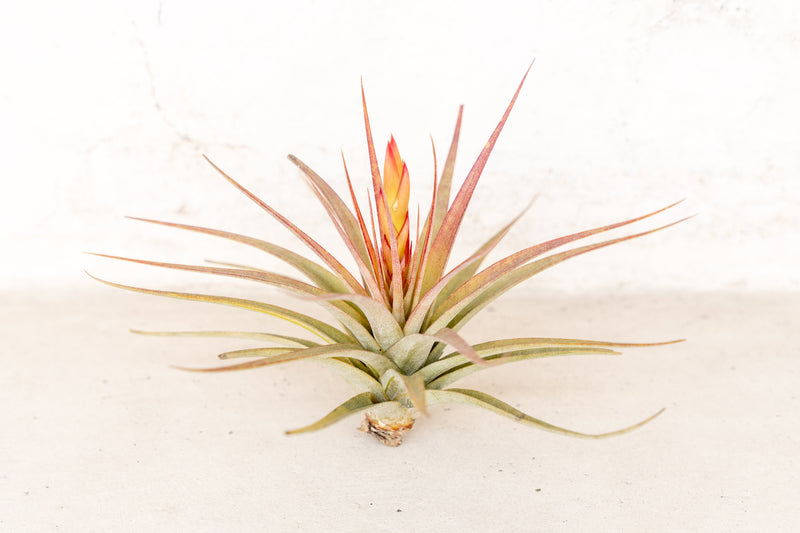 blushing and blooming tillandsia concolor air plant