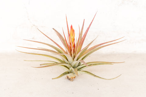 concolor air plant Tillandsia Concolor Air Plants [Single Plant]