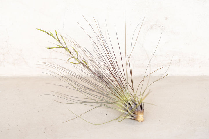 Blooming Tillandsia Filifolia Air Plant