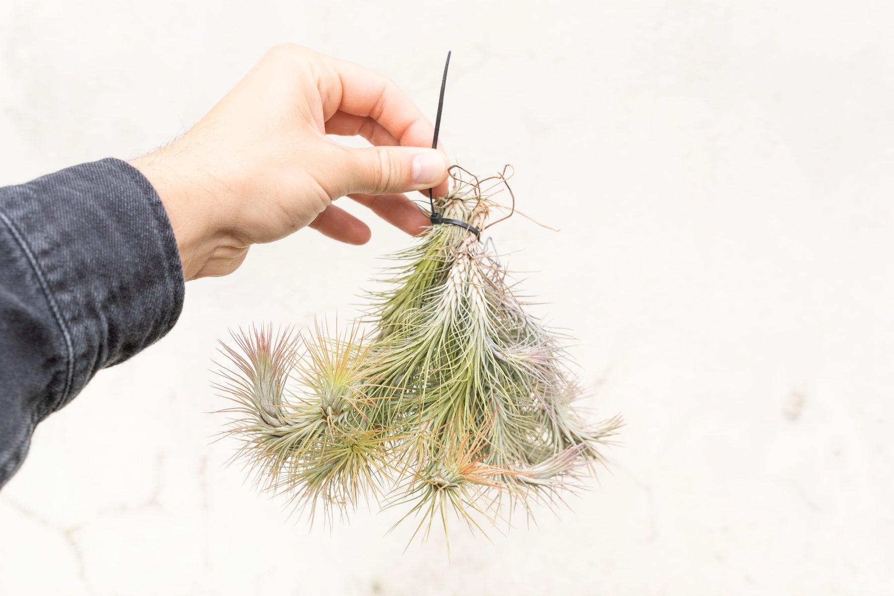 air plant garland Tillandsia Funckiana Large Hanging Clusters