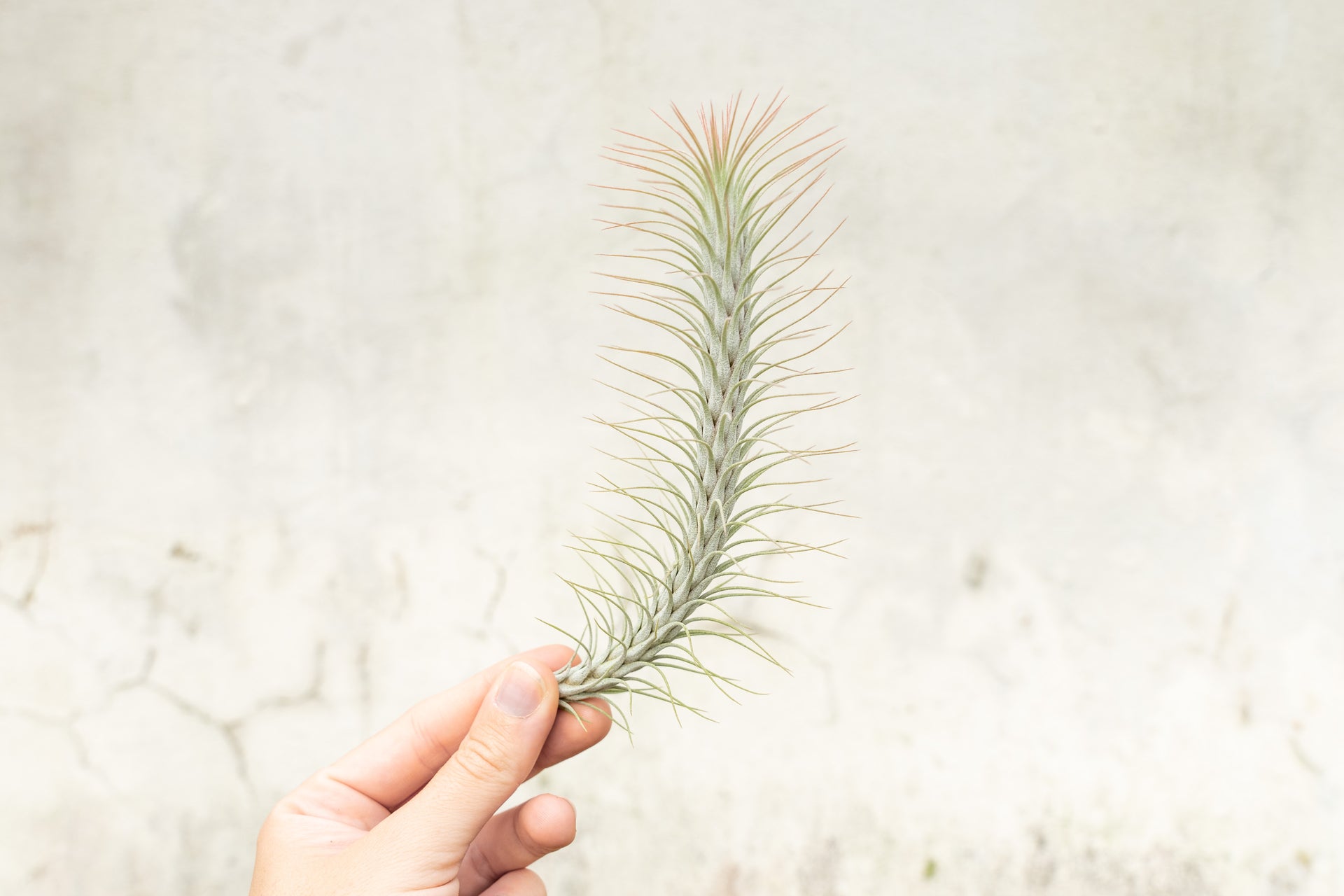 Tillandsia Funckiana v. Recurvifolia Air Plants [Single Plant]
