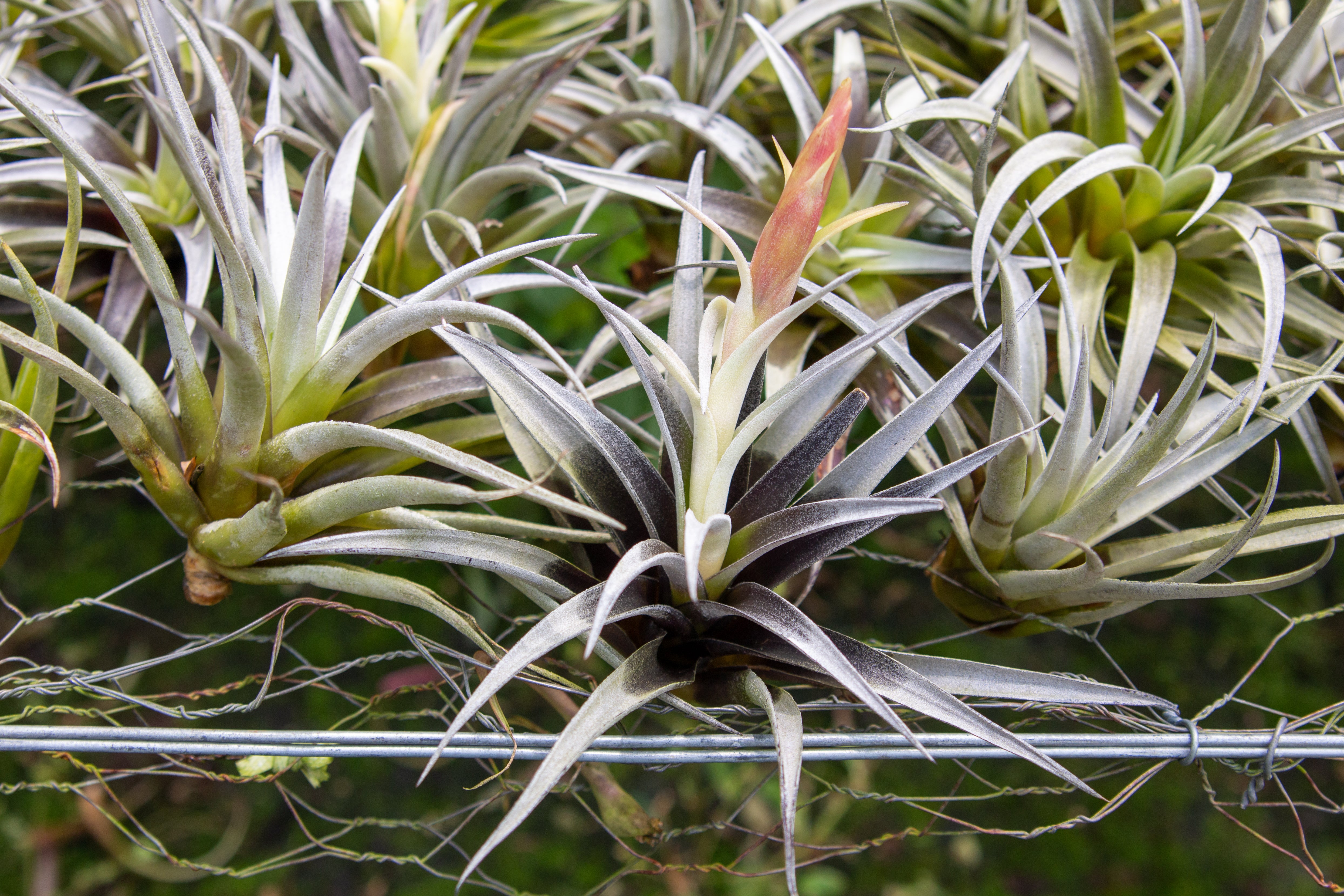 Tillandsia Harrisii Air Plants on a Bed of Spanish Moss – Air