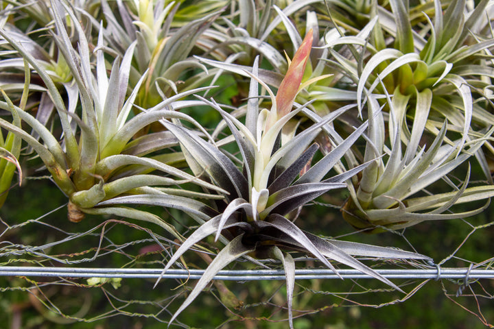 blooming tillandsia harrisii air plant