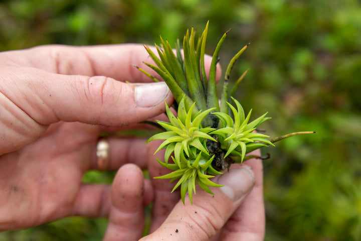 Tillandsia Ionantha Rubra Air Plant with Attached Pups