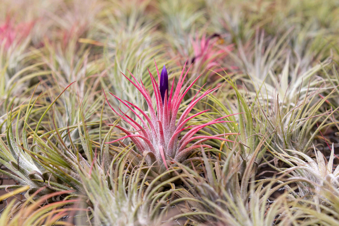 Tillandsia Ionantha Guatemala Air Plant Blushing Bright Pink with Purple Flowers