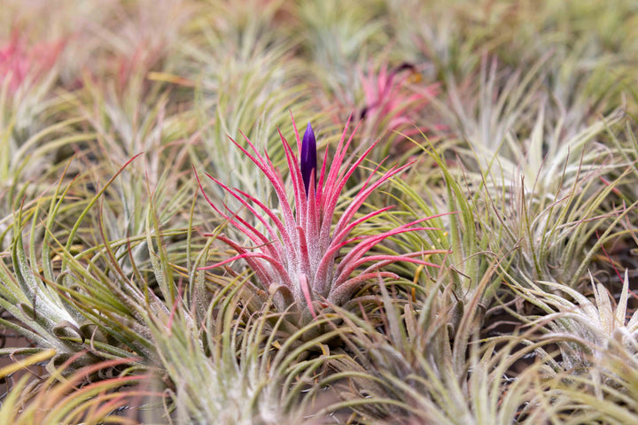 Tillandsia Ionantha Guatemala Air Plant Blushing Bright Pink with Purple Flowers