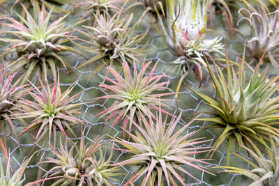 Tillandsia Ionantha Guatemala Air Plants Blushing and Pupping 