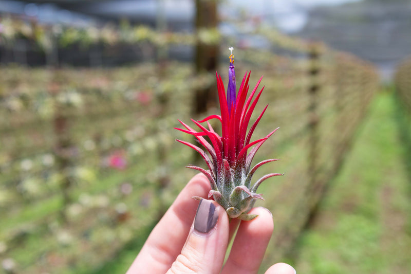 hand holding blushing and blooming tillandsia ionantha fuego air plant